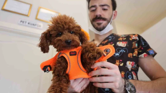 Bu kuaförde sadece köpekler tıraş oluyor