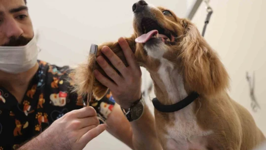 Bu kuaförde sadece köpekler tıraş oluyor