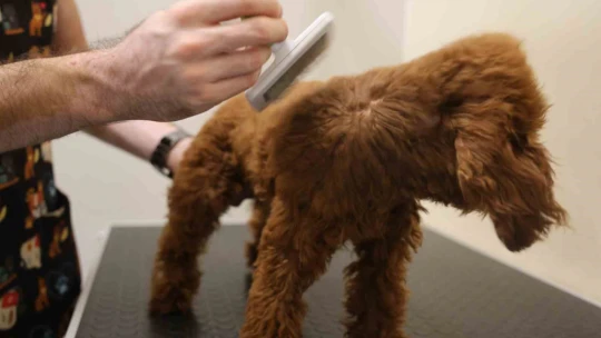 Bu kuaförde sadece köpekler tıraş oluyor