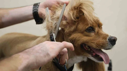 Bu kuaförde sadece köpekler tıraş oluyor