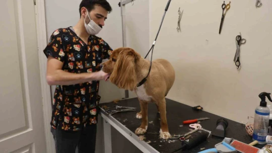 Bu kuaförde sadece köpekler tıraş oluyor