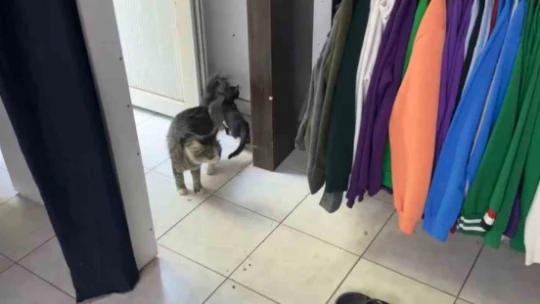 Yavru kedi mahsur kaldı, annesi kurtarılmasını bekledi