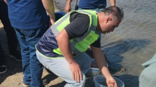 Yavru siraz balıkları baraj gölüne bırakıldı