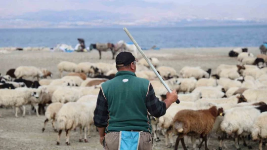 Yaylacıların sahil kenarındaki molası belgeselleri aratmadı
