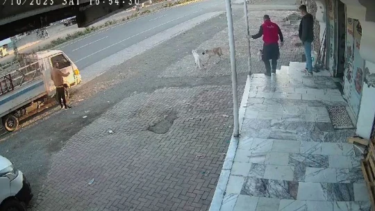 Yemeğini paylaşmak istemeyen kedi iki köpeğe kafa tuttu