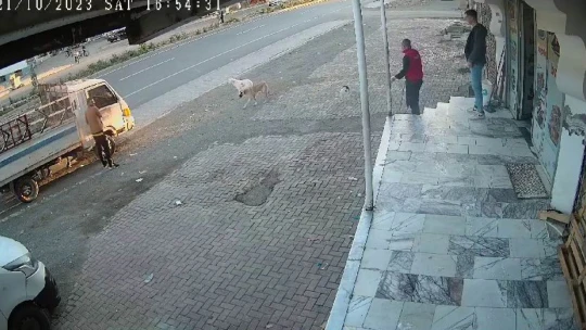 Yemeğini paylaşmak istemeyen kedi iki köpeğe kafa tuttu