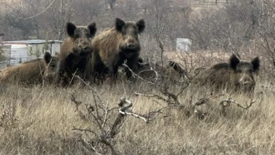 Yerleşim yerlerini mesken tuttular: Vatandaşlar tedirgin