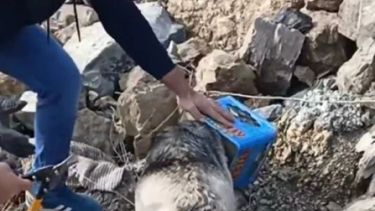 Yiyecek ararken kafasını tenekeye sıkıştıran köpeği itfaiye ekipleri kurtardı