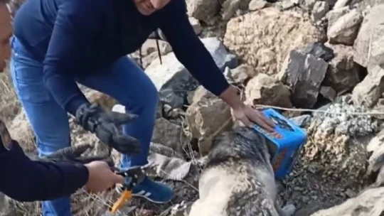 Yiyecek ararken kafasını tenekeye sıkıştıran köpeği itfaiye ekipleri kurtardı