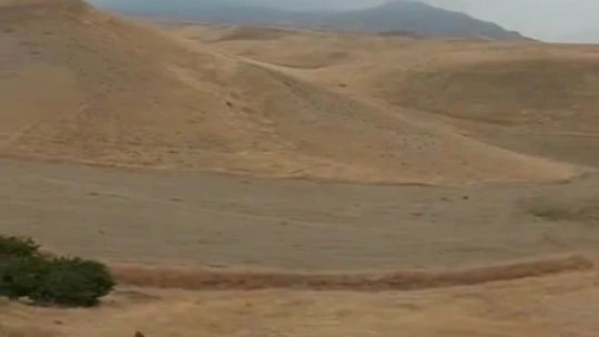 Yiyecek arayan domuz sürüsü görüntülendi