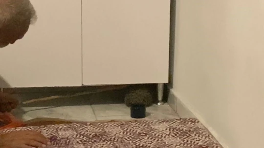 Yolunu kaybedip eve giren kirpi,  tekrar doğaya bırakıldı