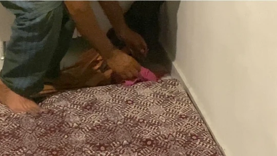 Yolunu kaybedip eve giren kirpi,  tekrar doğaya bırakıldı