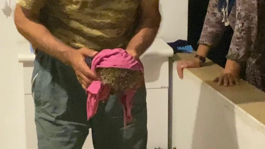 Yolunu kaybedip eve giren kirpi,  tekrar doğaya bırakıldı