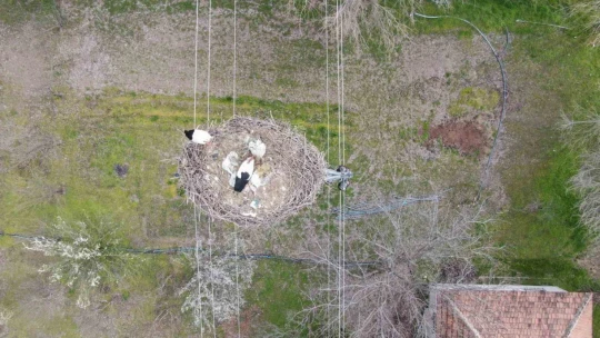 Yuvalarına dönen leylekler kuluçkaya yattı