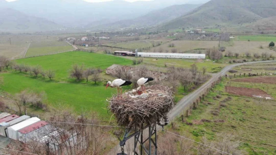 Yuvalarına dönen leylekler kuluçkaya yattı