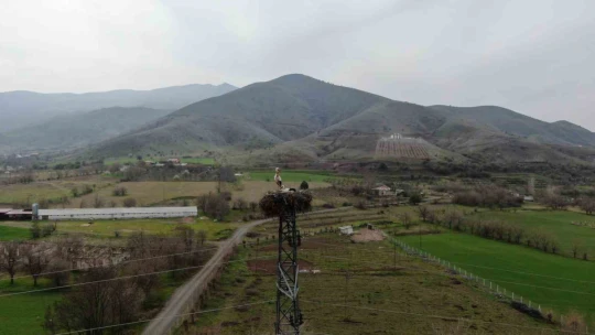 Yuvalarına dönen leylekler kuluçkaya yattı