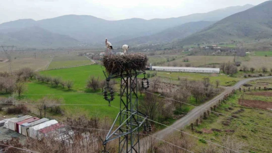 Yuvalarına dönen leylekler kuluçkaya yattı