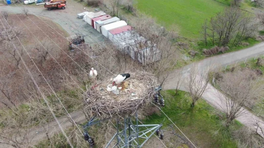 Yuvalarına dönen leylekler kuluçkaya yattı