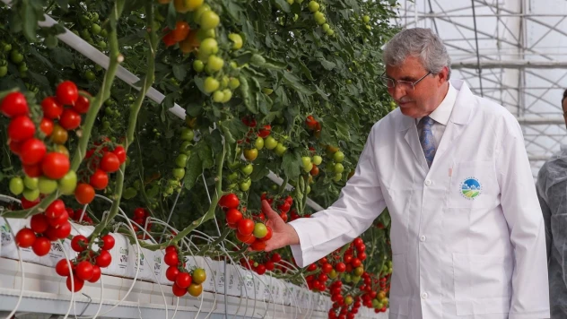 Seracılık Mükemmeliyet Merkezi'nde 4 aylık süreçte 550 ton domates üretildi