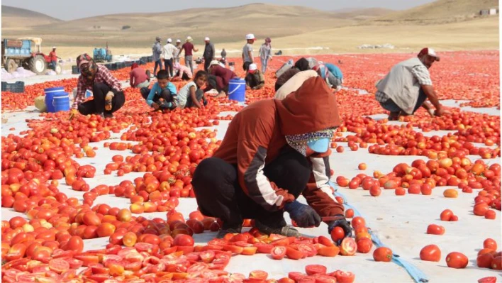 Elazığ'da 20 bin dekar alanda domates hasadı sürüyor

