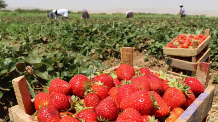 Elazığ'da çilek hasadı sürüyor

