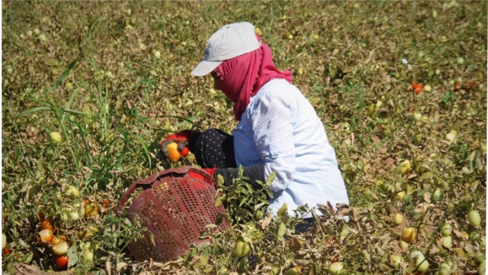 Elazığ'da mevsimlik işçilerin mesaisi devam ediyor

