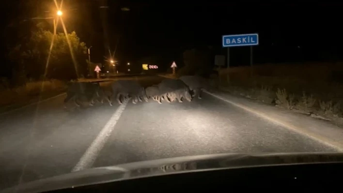 Domuz sürüsü araçlara aldırış etmeden karşıya geçti

