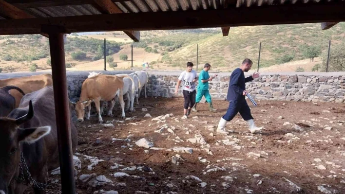 Elazığ'da büyükbaş hayvanlara aşılama çalışması

