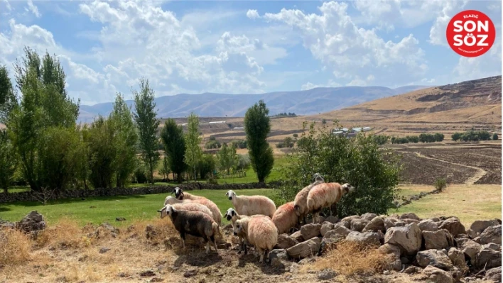 Sürüden ayrılan koyunlar vatandaş ve jandarma iş birliği ile bulundu

