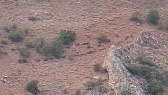 Elazığ'da domuz sürüsü görüntülendi

