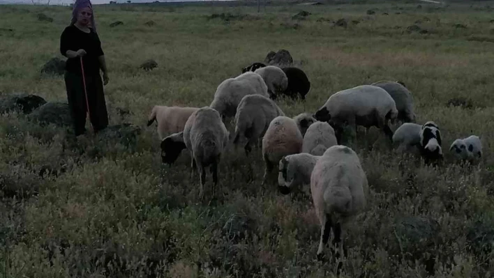 Köpeklerin saldırısına uğrayan 3 koyun telef oldu

