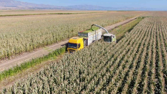 Elazığ'da silajlık mısır hasadı başladı

