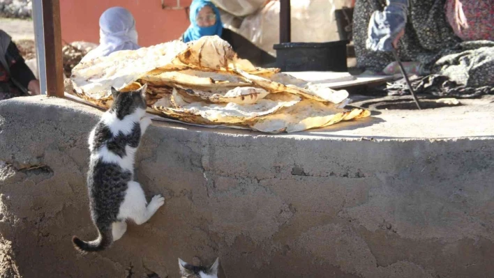 Bu da 'Ekmeğinin peşinde koşan' kedi

