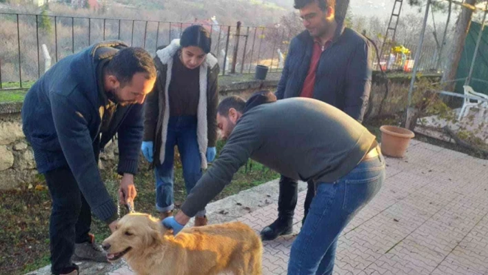 Elazığ'da evcil hayvanların çip ve pasaportlama çalışmaları sürüyor

