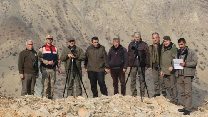 Elazığ'da yaban keçisi envanter çalışması yapıldı

