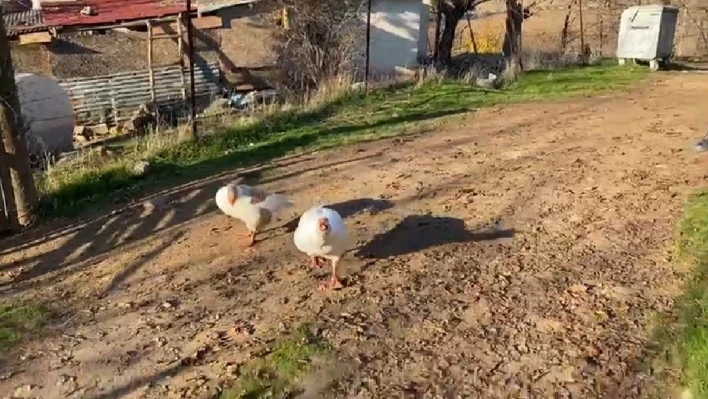 Sayaç okumak için eve giden personel, kaz saldırısı sonucu neye uğradığını şaşırdı

