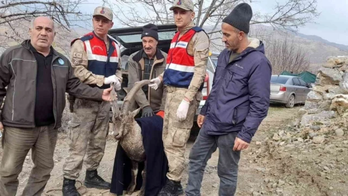 Tedavisi tamamlanan dağ keçisi doğaya salındı

