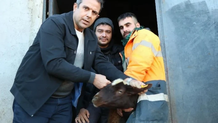 Elazığ'da anaç koyun ve keçi tespit çalışmaları sürüyor

