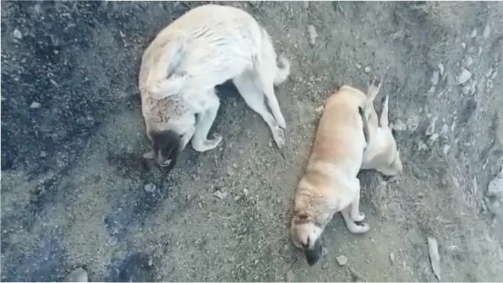 Elazığ'da köpek katliamı: 10 köpek zehirlendi

