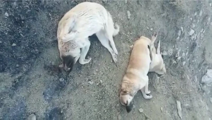 Elazığ'da zehirlenerek öldürülen köpekler için soruşturma başlatıldı

