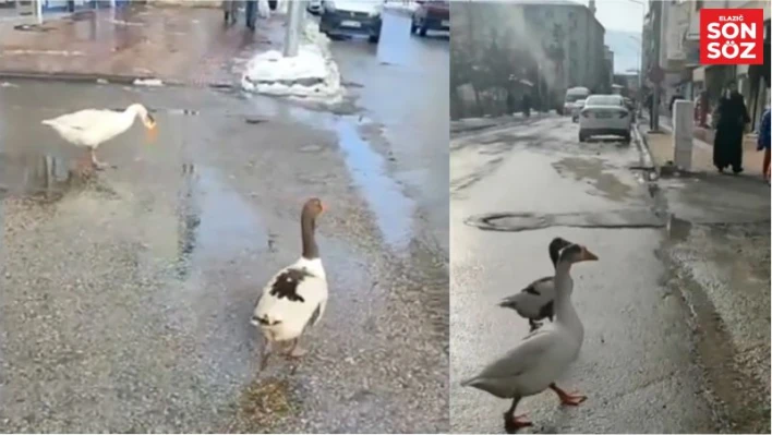 Elazığ'da sürüden ayrılan 2 kaz yolunu şaşırıp trafiğe çıktı

