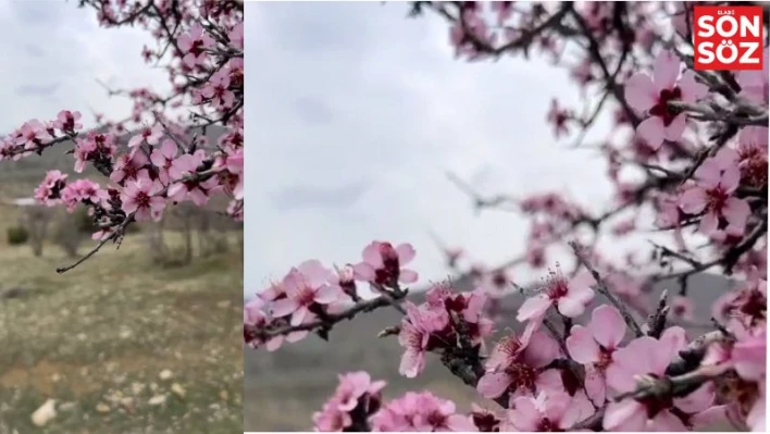 Baharla birlikte çiçek açan bademler, çiftçileri kara kara düşündürüyor

