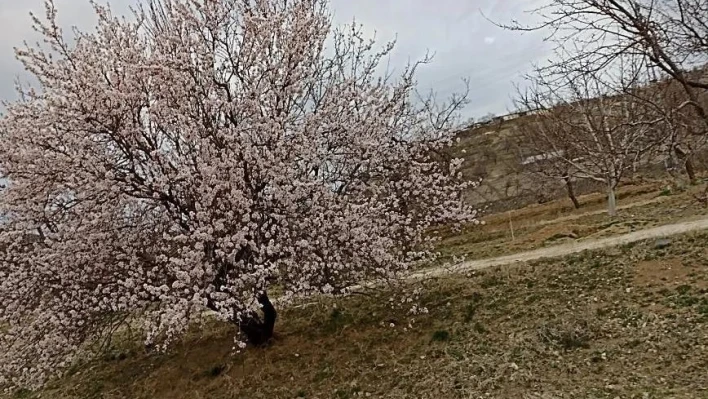 Baskil'de badem ağaçları çiçek açtı

