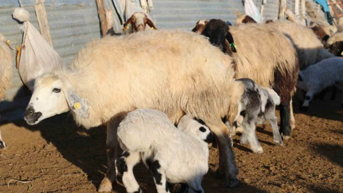 Elazığ'da koyun ve kuzuların renkli buluşması

