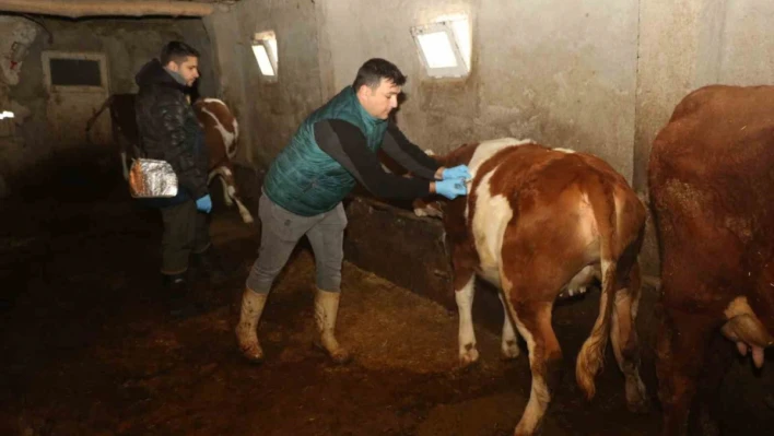 Elazığ'da şap hastalığına karşı aşılama çalışmaları devam ediyor

