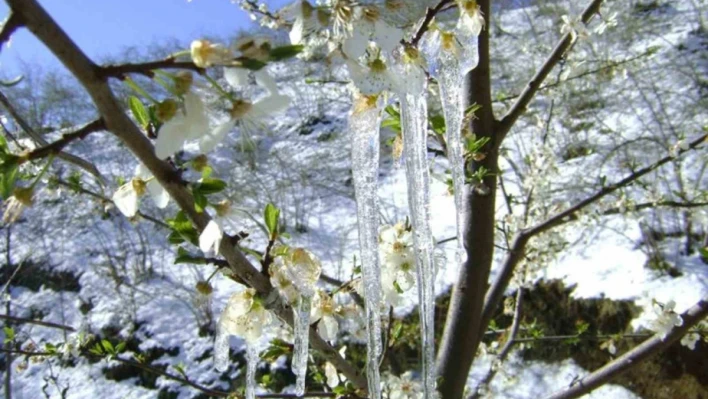 Meteorolojiden zirai don uyarısı

