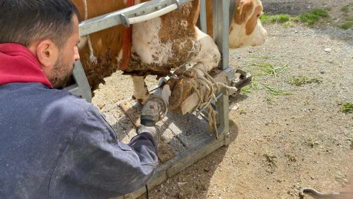 Köy köy gezerek ineklere pedikür yapıyorlar

