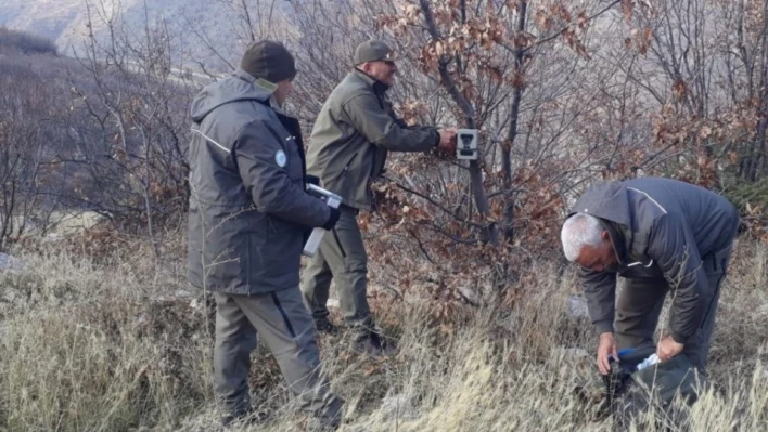 Elazığ'ın yaban hayatı fotokapanlar ile kayıt altına alınıyor

