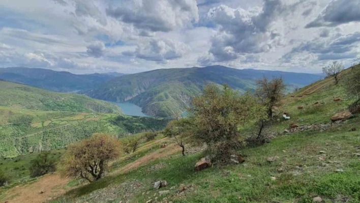 Elazığ'da makinalı toprak işleme çalışmaları başladı

