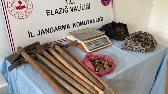 Elazığ'da salep sağanı toplayan 4 kişi yakalandı

